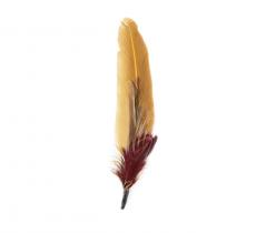 Duo de plumas